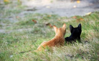 Картинка черный, трава, улица, рыжий, котята, внимание, кошки