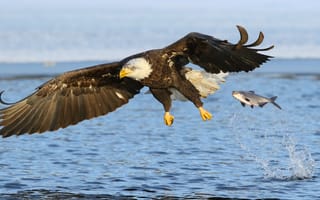 Картинка вода, Белоголовый орлан, ситуация, рыба, крылья, хищник, полёт, птица, река, салочки