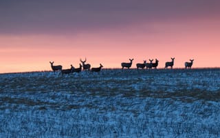 Картинка зима, поле, олени, закат