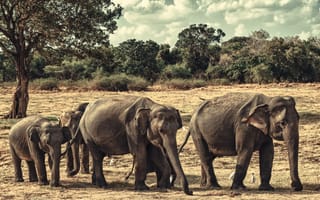 Картинка Шри-Ланка, слоны, семейство, национальный парк Миннерия