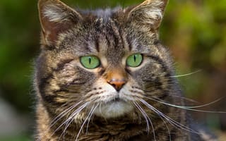 Картинка кот, зеленые глаза, полосатый, усы