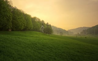 Картинка природа, закат, весна, трава, после дождя, лес