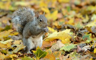 Картинка листья, белка, gray squirrel, грызун