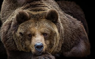 Картинка медведь, топтыгин, портрет, взгляд