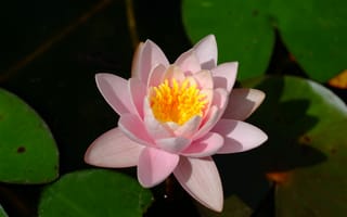 Картинка Боке, Bokeh, Water lily, Pink flower, Водяная лилия