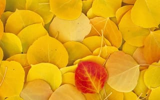 Картинка Листья, Осень, Желтые