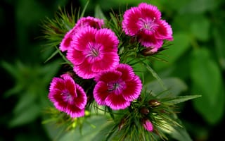 Картинка гвоздика, Боке, Bokeh, Розовые цветы, Pink flowers