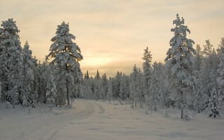 Обои деревья, закат, зима, снег