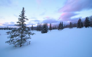 Картинка зима, снег, ели, Canada, Канада, Quebec, деревья, Квебек