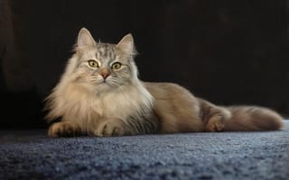 Картинка кошка, красава, позирование
