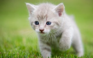 Картинка котёнок, малыш, боке, трава