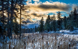 Картинка зима, природа, утро, камыш, лес