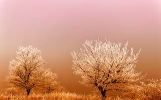 Картинка трава, мороз, иней, туман, восход, деревья, поле