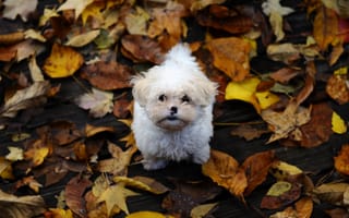 Картинка осень, пес, маленький, листья, лохматый, щенок мальтийской болонки