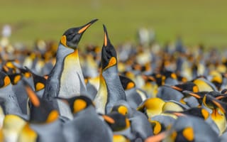 Картинка птицы, боке, колония, Королевский пингвин, пингвины