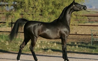 Картинка Арабская лошадь, жеребец, конь