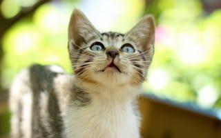 Картинка котенок, блики, полосатый, взгляд