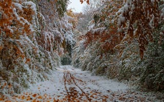 Картинка деревья, октябрь, дорога, первый снег, листья, осень