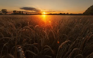 Картинка пшеница, природа, поле, свет, небо, солнце