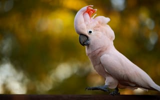Картинка птица, боке, розовый, какаду