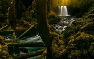 Картинка лес, Koosah Falls, мох, река, Река Маккензи, Oregon, Willamette National Forest, Водопад Куза, брёвна, McKenzie River, водопад, Орегон