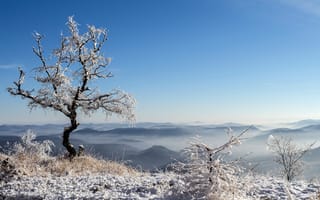 Картинка небо, снег, горы, дерево