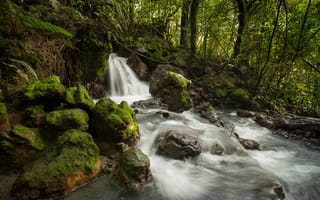 Картинка Ketetahi Stream, Tongariro National Park, речка, Новая Зеландия, лес, New Zealand, ручей, поток, водопад, камни