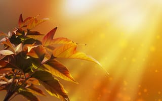 Картинка Larisa Koshkina, боке, осень, листья, свет, природа, дерево, лучи