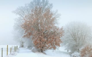 Обои зима, снег, дерево, туман