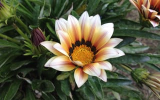 Картинка Макро, Цветок, Macro, Flower