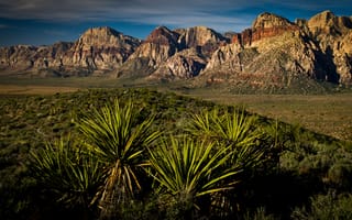 Картинка yucca, desert, каньон, юкка, red rock canyon, las vegas, Лас-Вегас