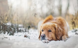 Картинка зима, снег, собака, настроение