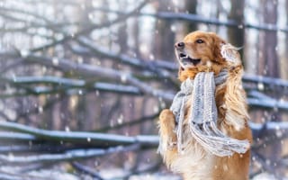 Картинка шарф, зима, настроение, стойка, собака, снег