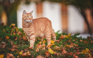Обои осень, рыжая кошка, листья, взгляд, кошка