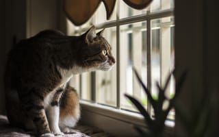 Картинка окно, кошка, взгляд