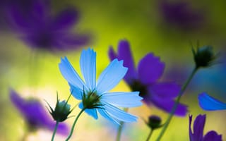 Обои цветы, макро, настроение, природа, голубой, фиолетовый, лепестки, лето, япония