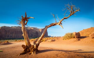 Картинка дерево, США, Monument Valley, Navajo Tribal Park