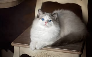 Обои Рэгдолл, голубые глаза, стул, кошка, взгляд