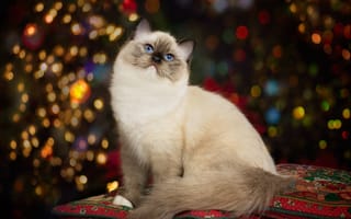 Картинка кошка, портрет, красавица, голубые глаза, боке, Рэгдолл, подушки