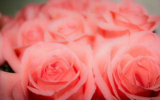 Картинка розы, бутон, розовый, цветы