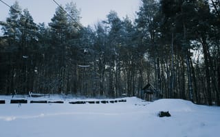 Картинка зима, лес, Львов