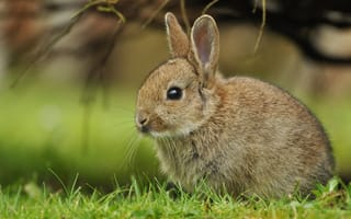 Картинка кролик, крольчонок, детёныш, трава