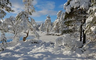 Картинка зима, снег, Hedmark Fylke, деревья, Norway, Nordset, Норвегия