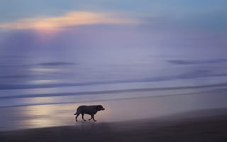 Картинка море, собака, закат