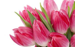 Картинка Tulips, яркие, bouquet, pink, bright, beauty, красота, тюльпаны, букет, цветы, розовые, листья, лепестки, flowers