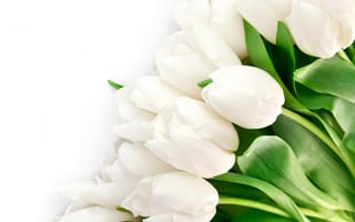 Картинка flowers, цветы, white, beauty, листья, красота, яркие, лепестки, белые, petals, Tulips, bright, тюльпаны