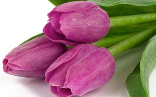 Картинка Tulips, цветы, листья, bouquet, сиреневые, тюльпаны, букет, красота, фиолетовые, beauty, flowers, violet, лепестки, petals