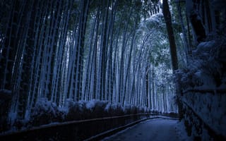 Картинка дорога, снег, бамбук, Astray way