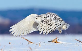 Картинка зима, птица, снег, полярная сова, полёт