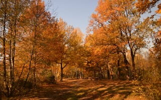 Картинка Осень, Деревья, Autumn, Парк, Fall, Trees, Park